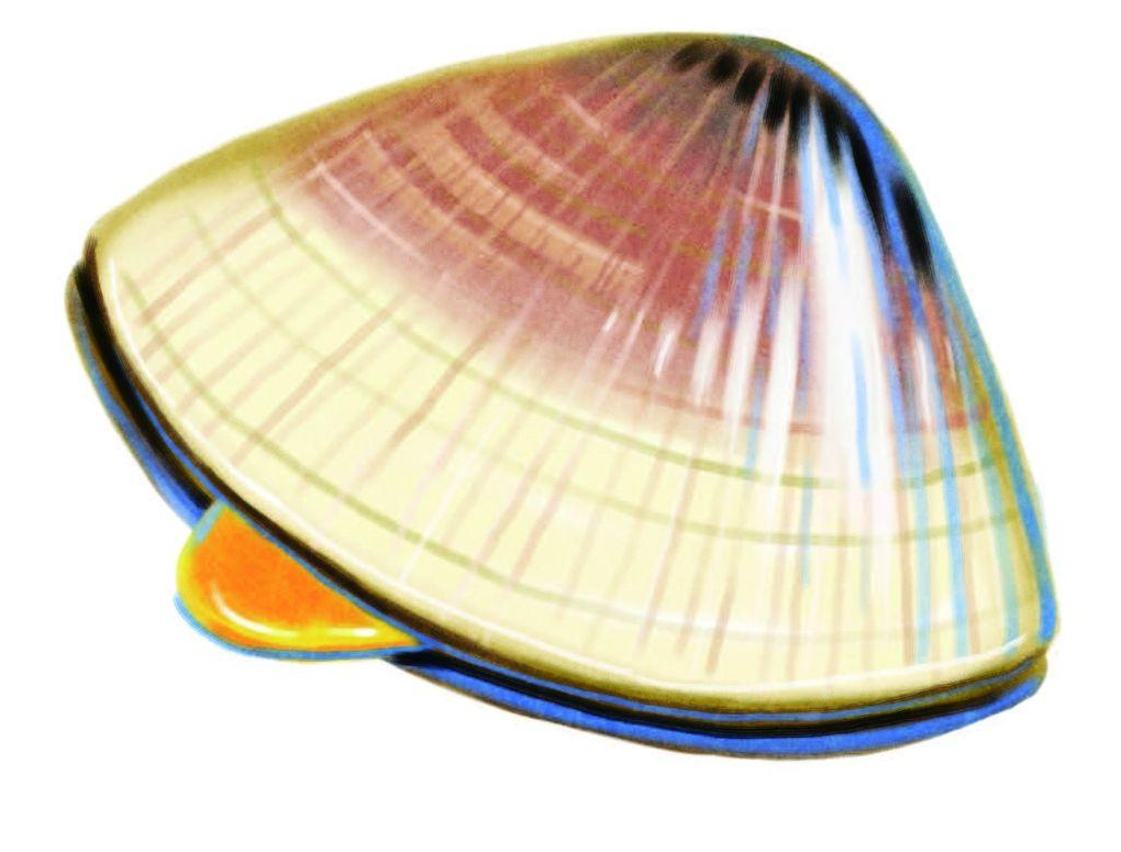 clam